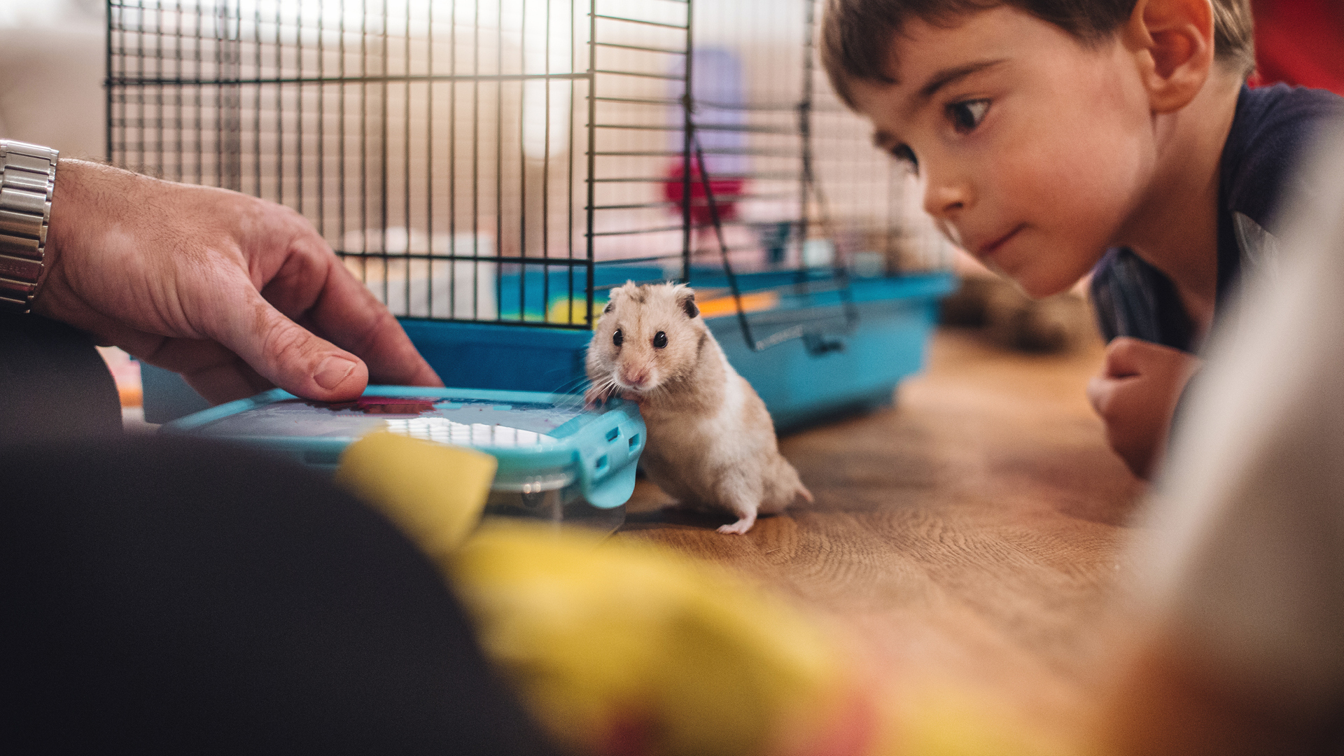 PETS and Me