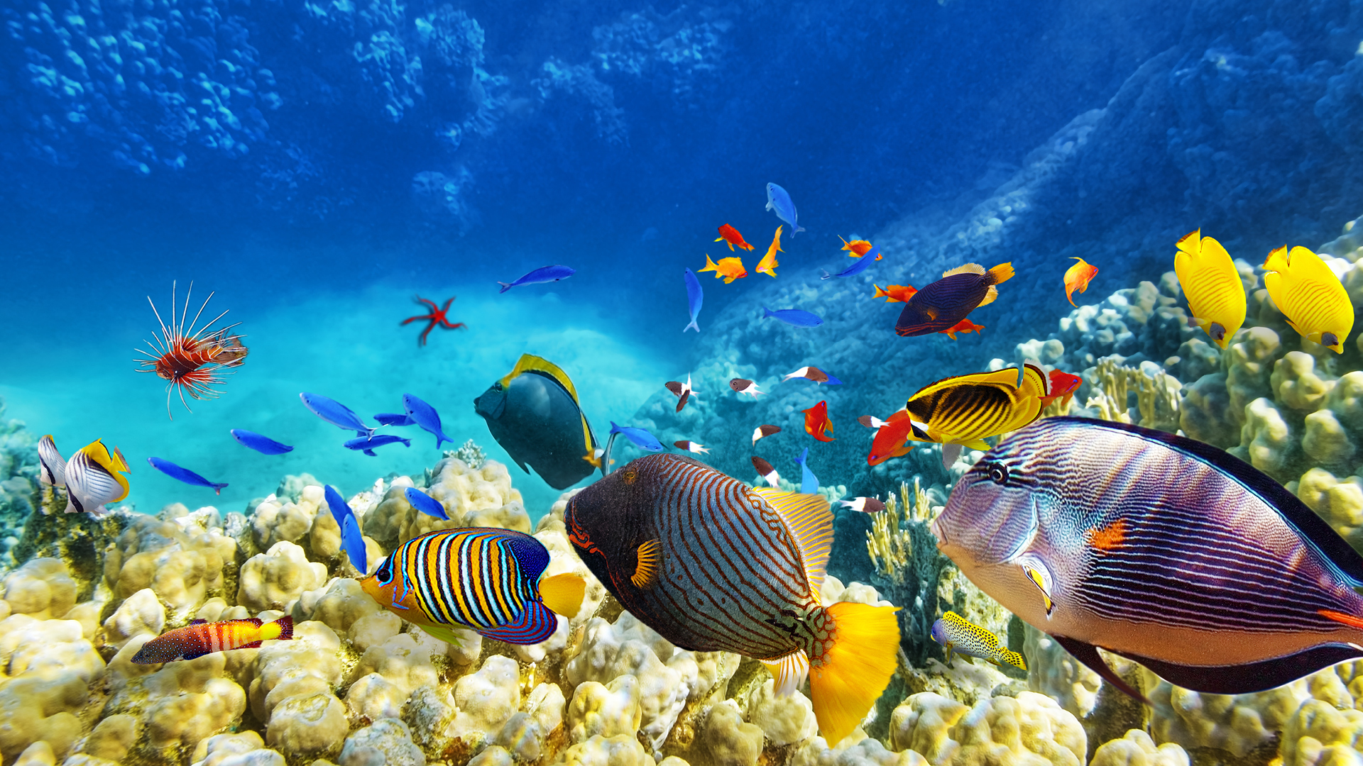 FISHY Friends