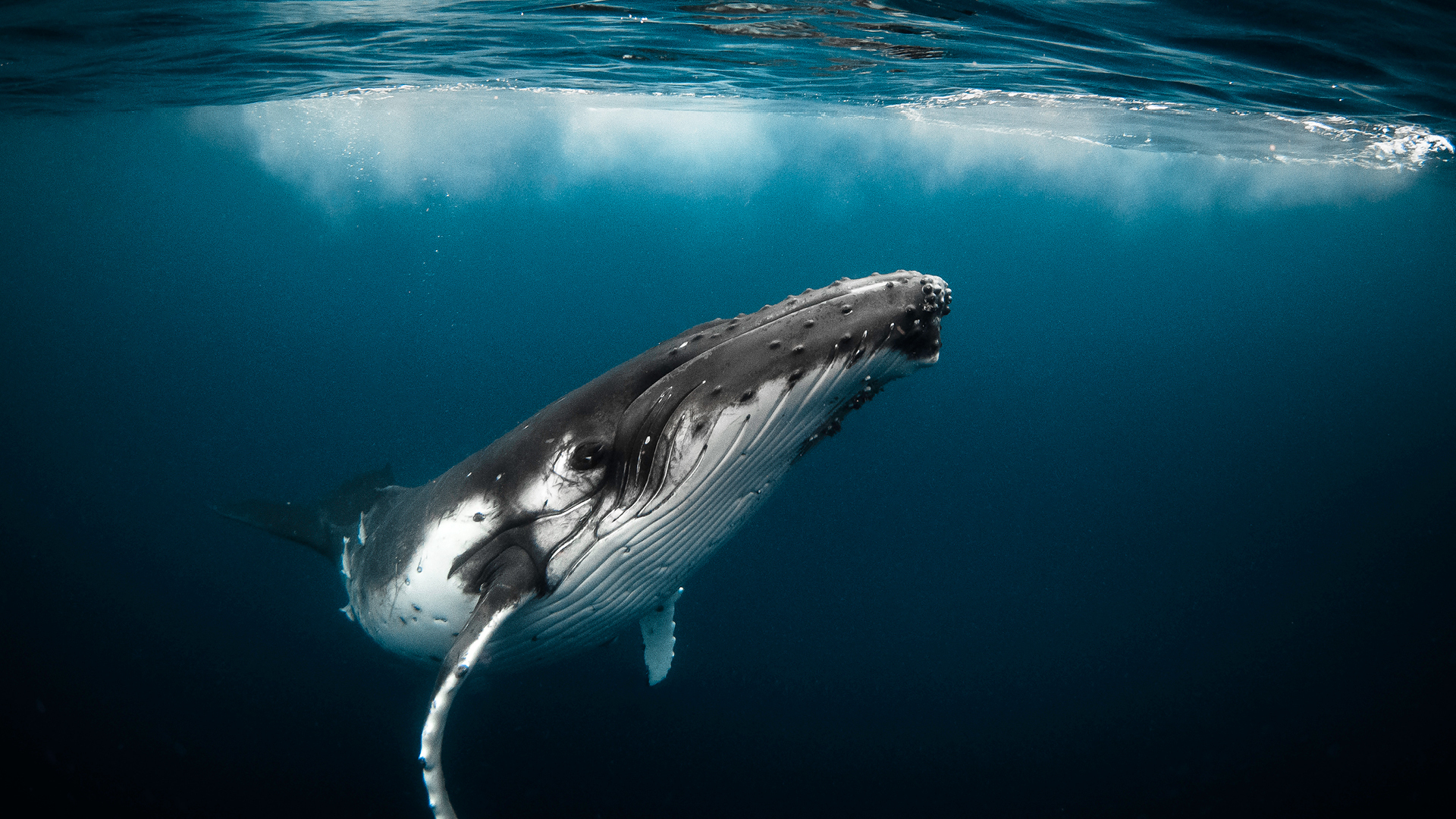 WHALES