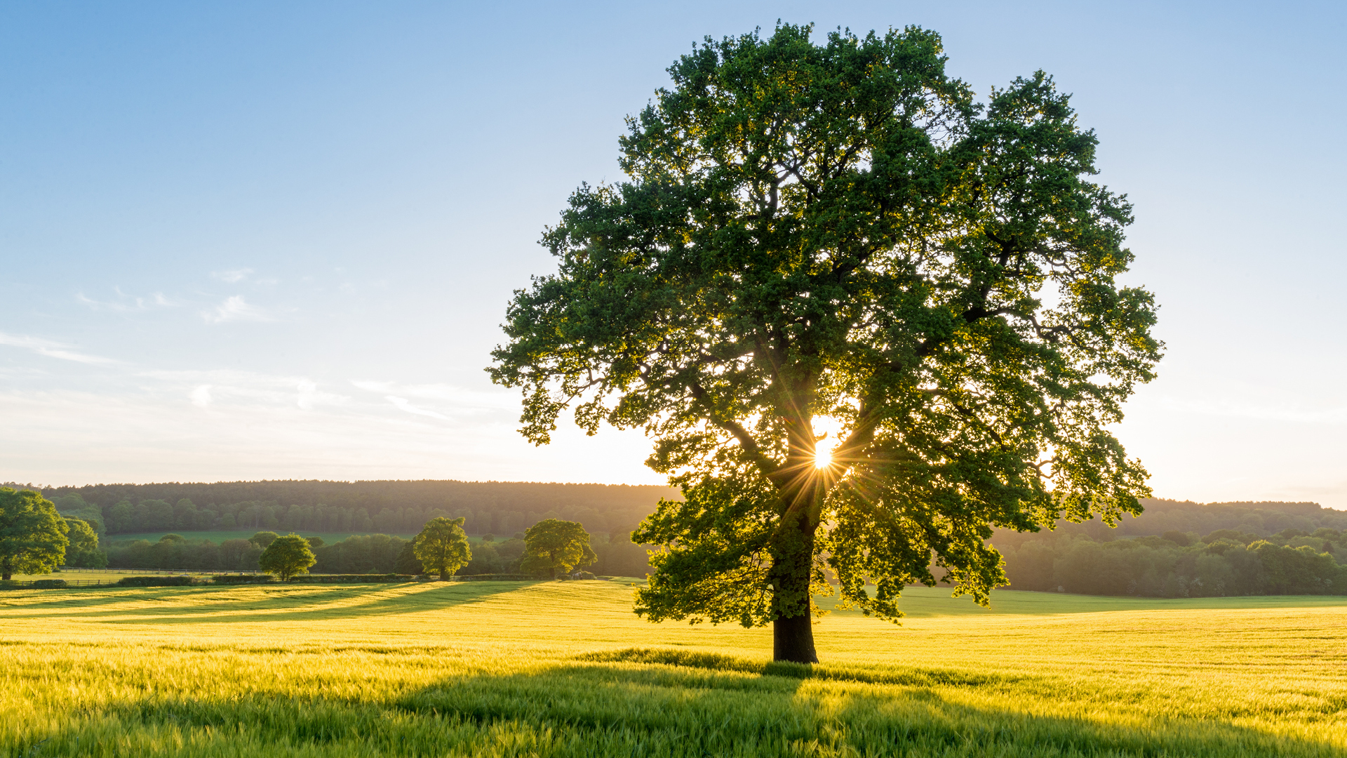 TREES