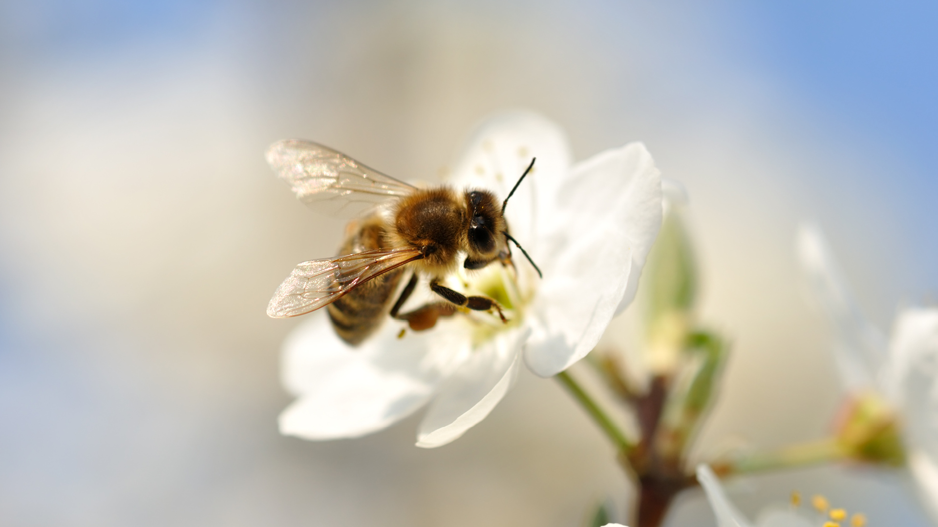BUZZ Buzz