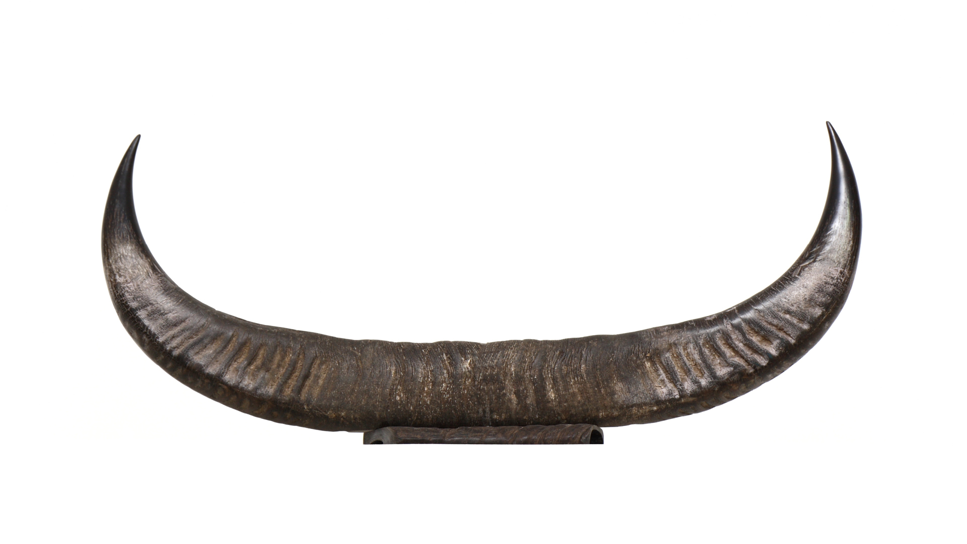 HORNS