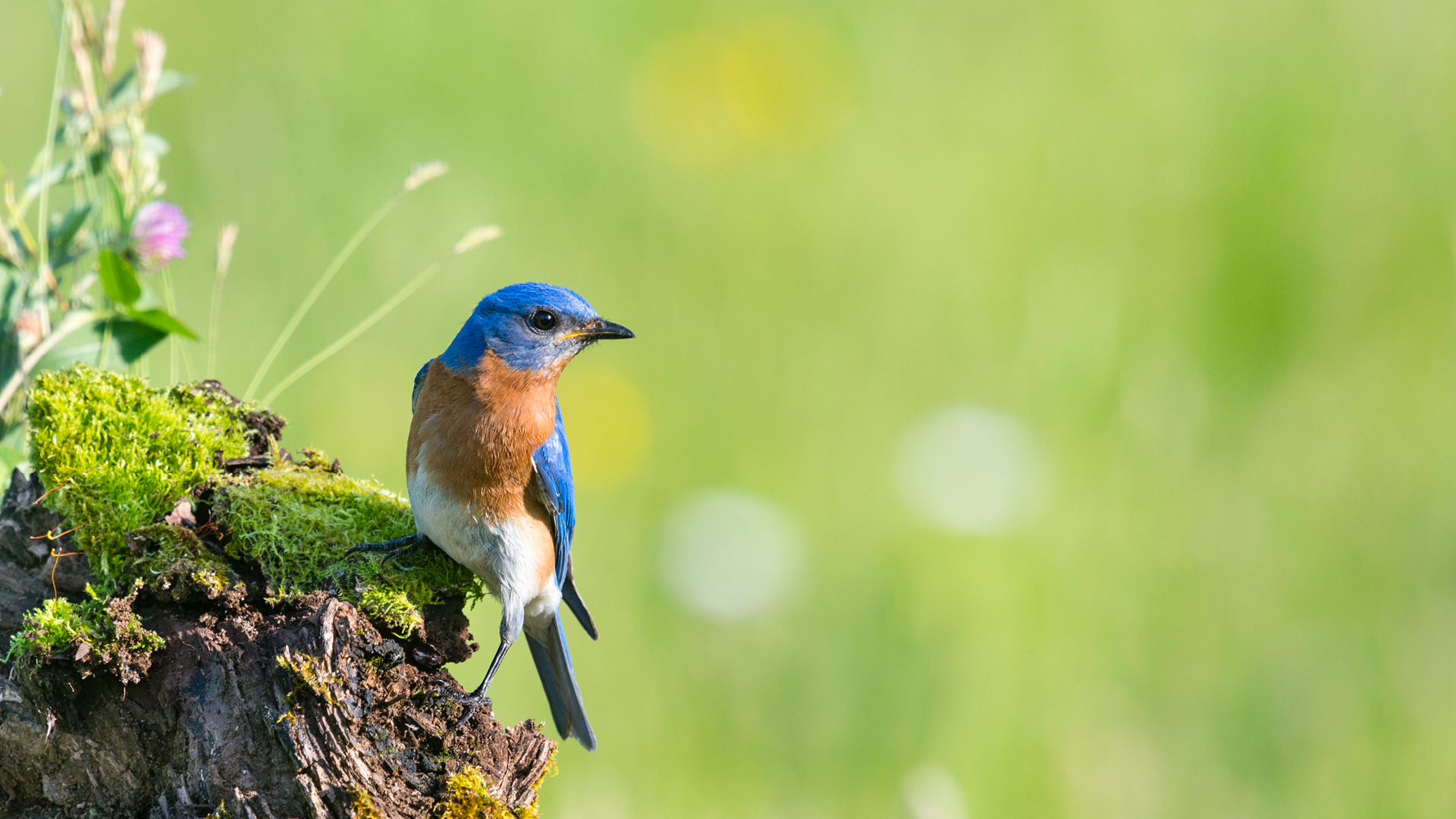 BIRDS