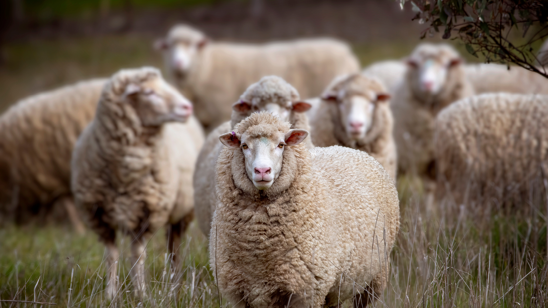 SHEEP