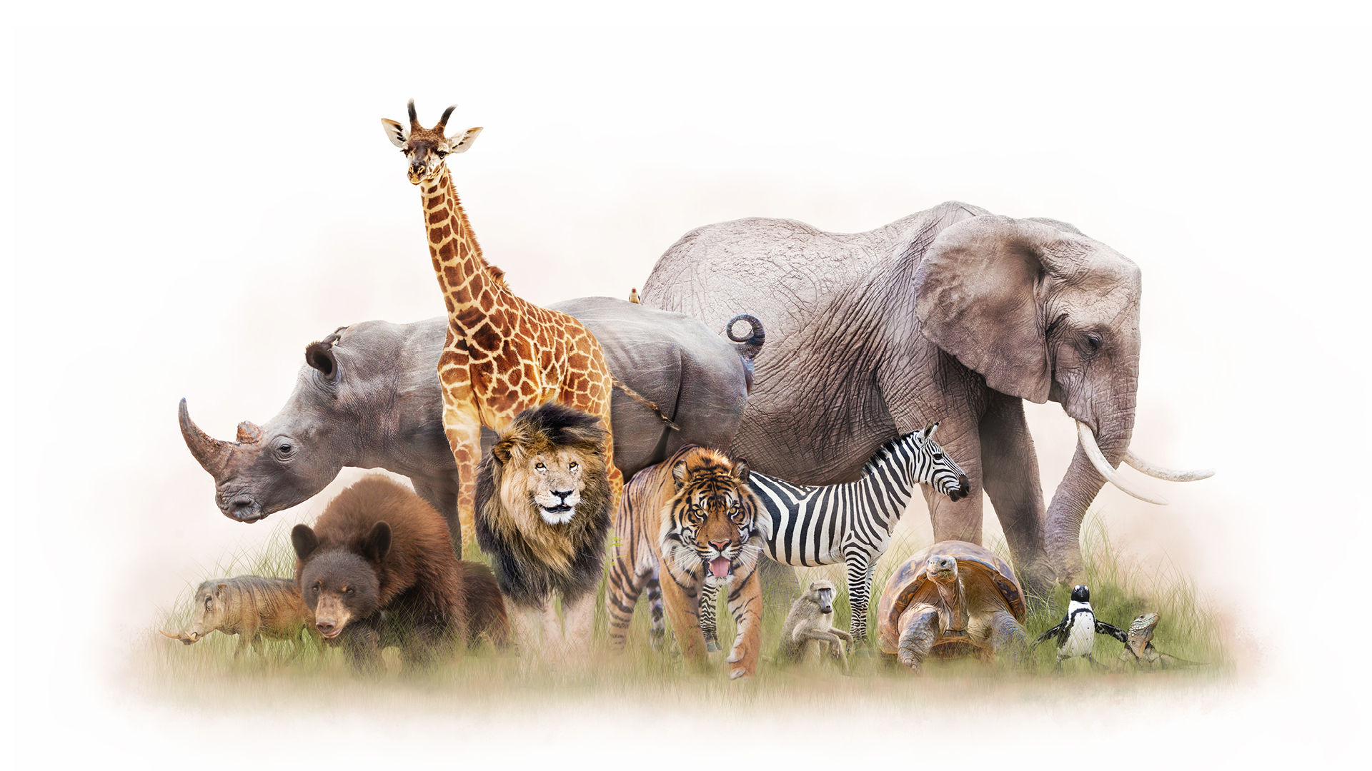 ANIMAL Antics