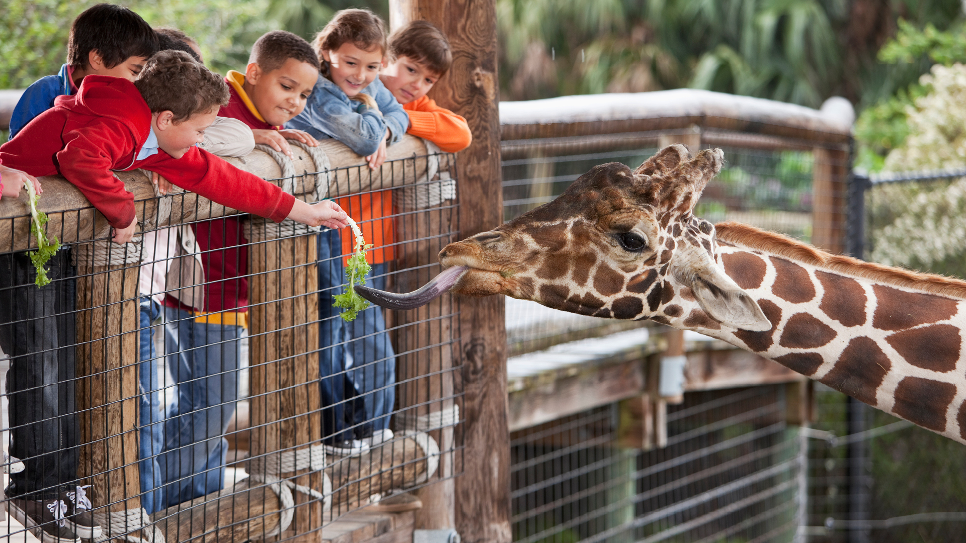 ZOO Animals